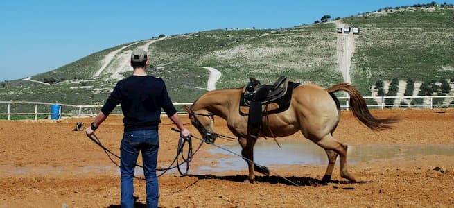 טיפול בסוסים