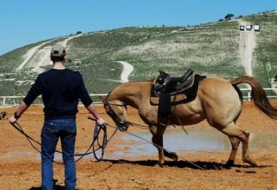 טיפול בסוסים